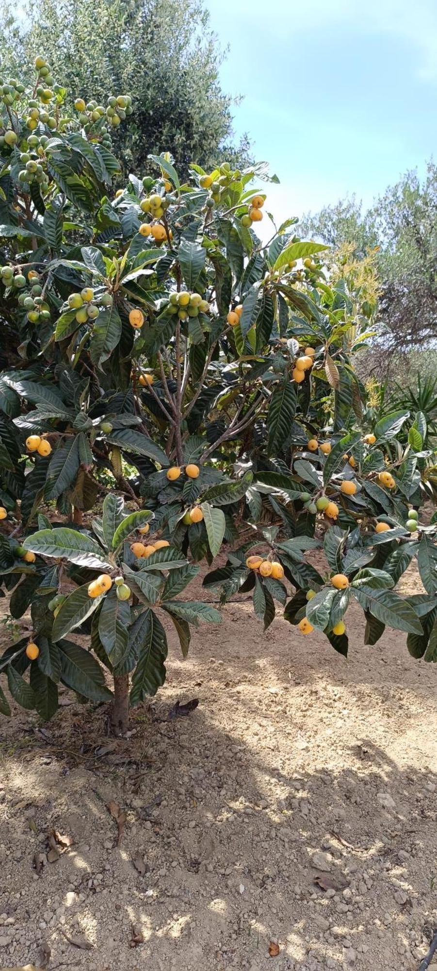 Anatolika Stamatis Paradise Dempla Экстерьер фото
